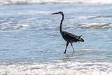 Great Blue Heron Padre ISNP 2022